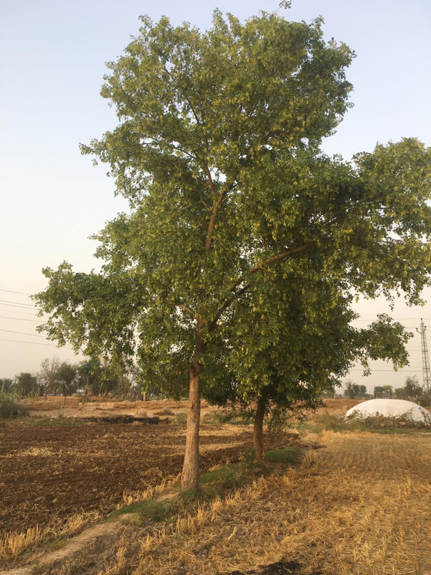 How to Check Sheesham Wood Authenticity? How to Check Sheesham Wood Authenticity?